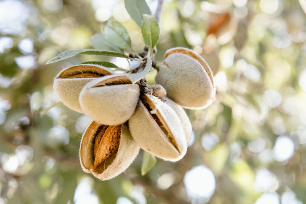 culture amandes