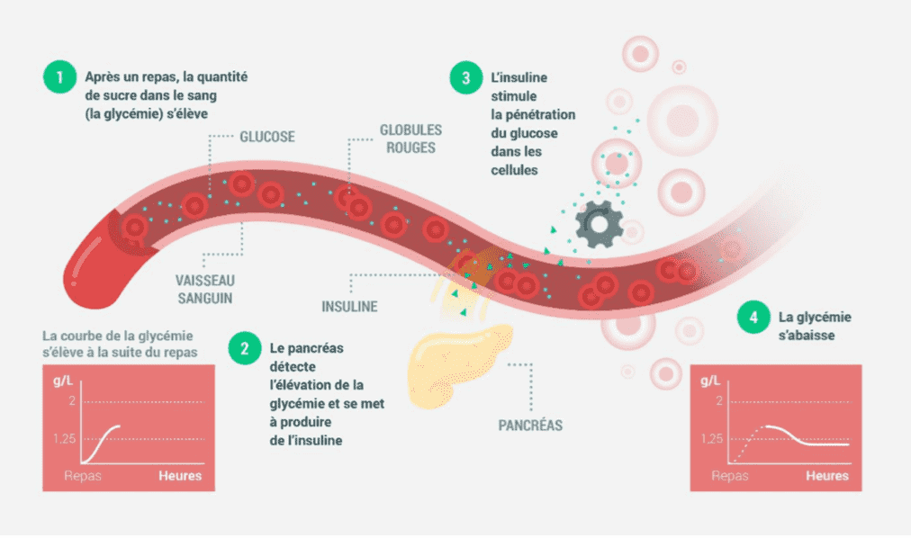 Régulation de la glycémie normale chez une personne non atteinte de diabète