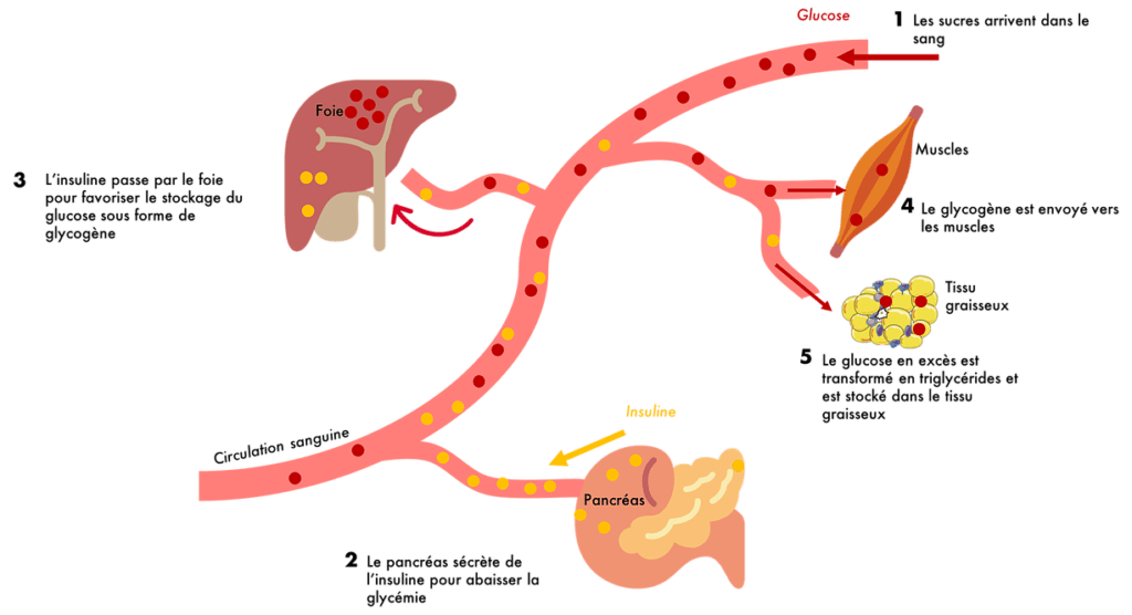 Schéma Régulation de la glycémie