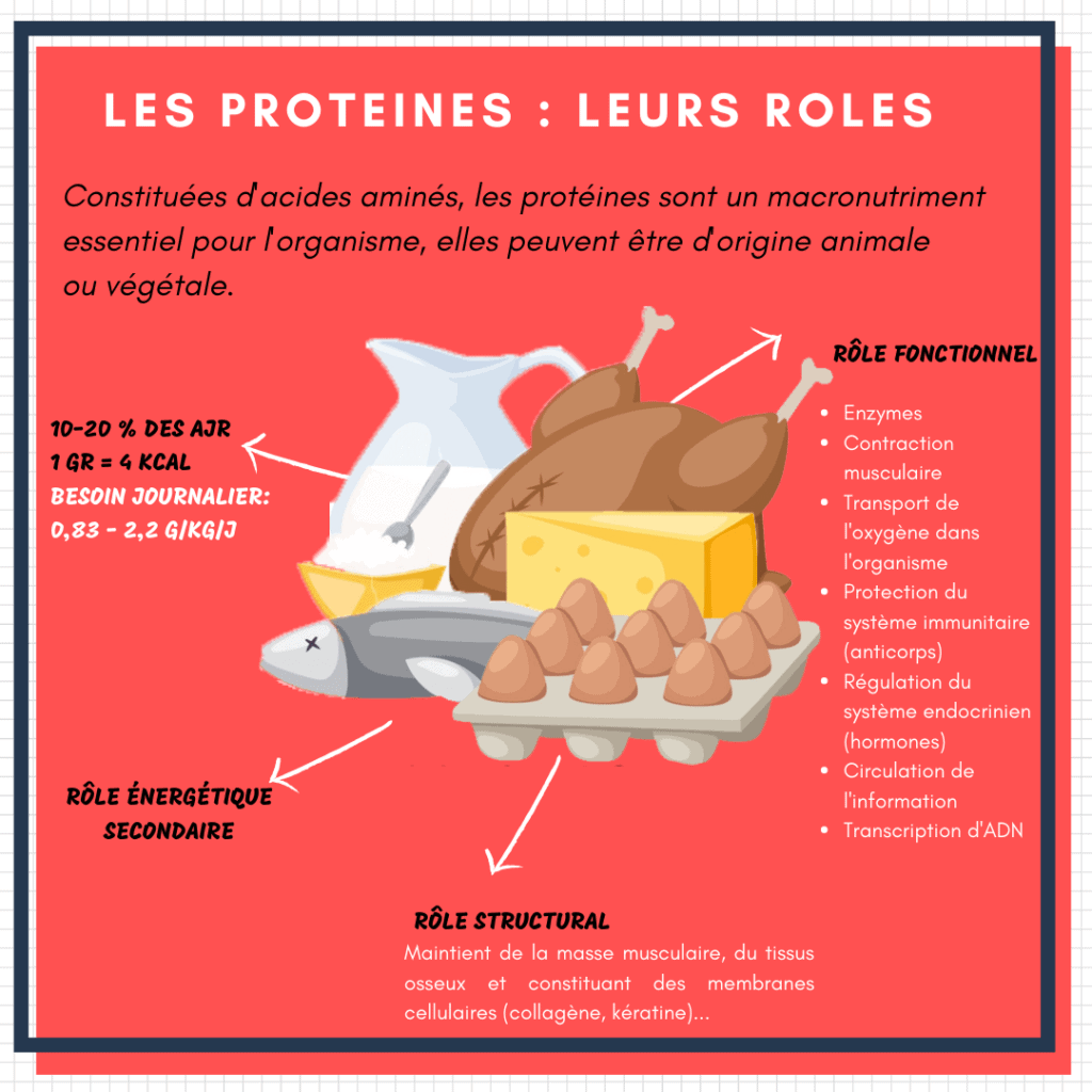 Les protéines, qu'est-ce que c'est? - Max de Génie