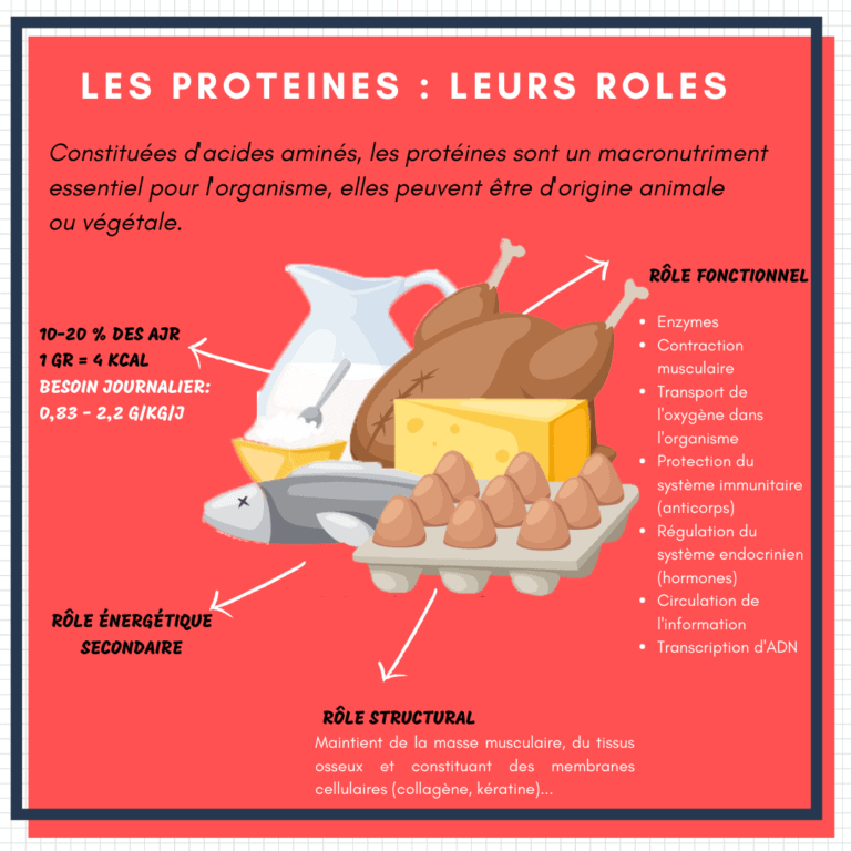 infographie le rôle des protéines