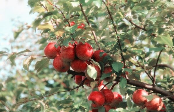 pommes rouges sur une branche de pommier