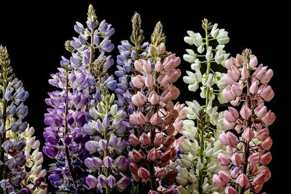 fleurs de lupin