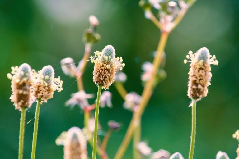 psyllium plante