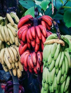 différentes sortes de bananes