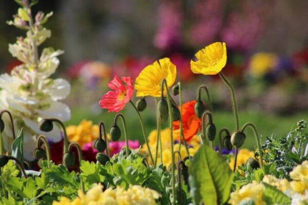 fleurs colorées