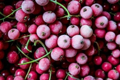 groseilles rouges congelées