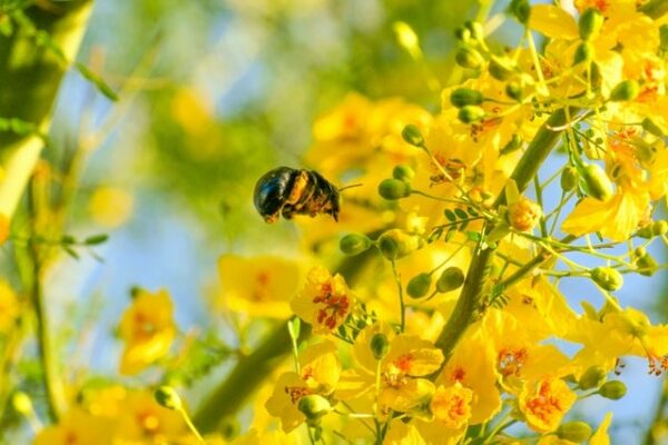 abeille dans fleurs jaunes