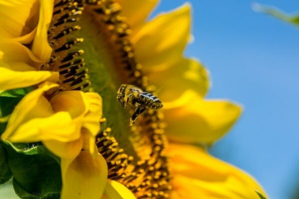 abeille fleur de tournesol pollen