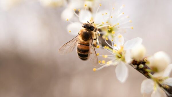 abeille sur fleurs blanches