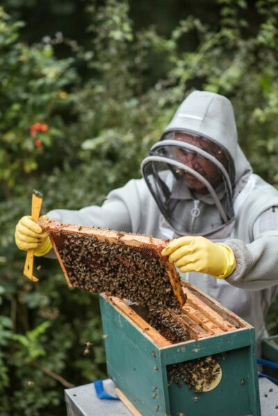 apiculteur et ses abeilles