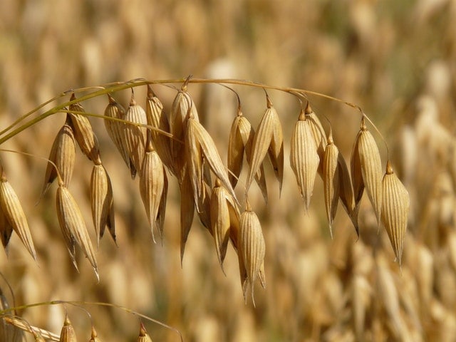 Est-ce qu'il y a du gluten dans l'avoine, la farine d'avoine et