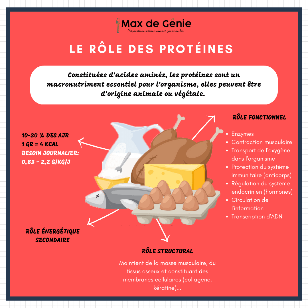 La complémentarité des protéines : comment combiner les protéines ...